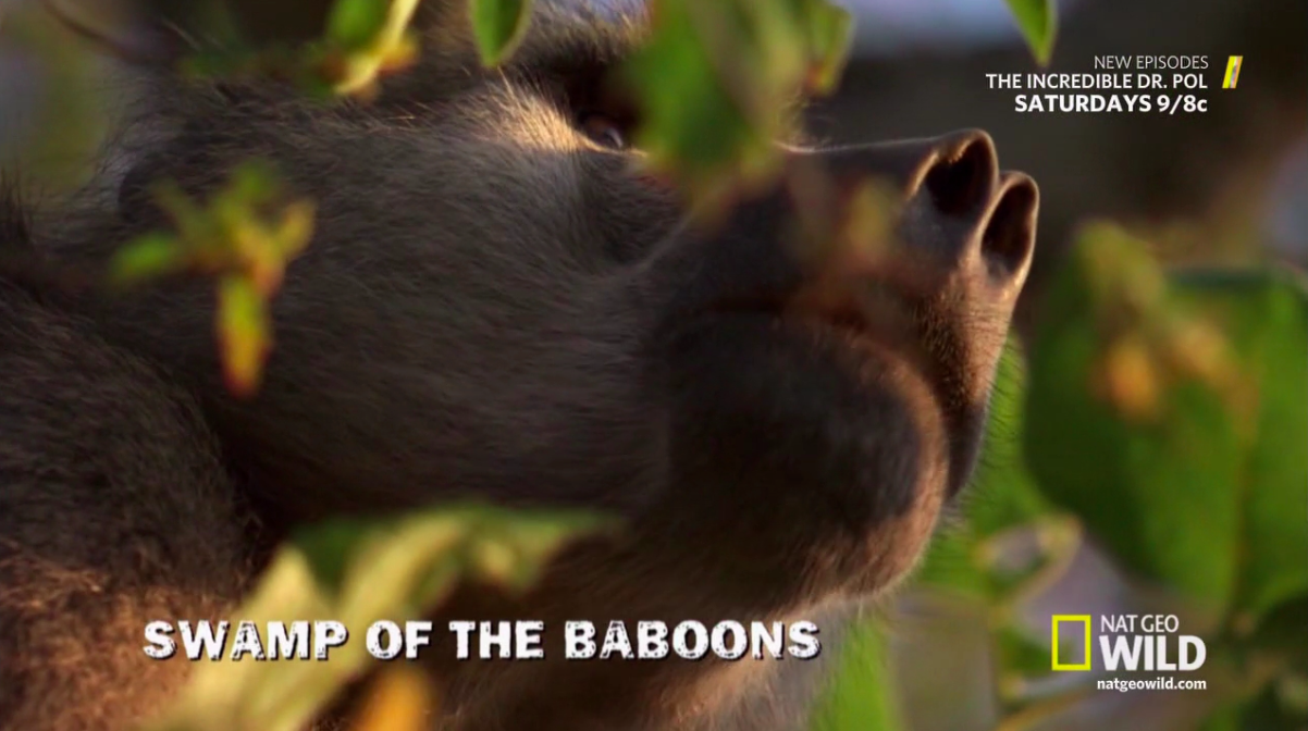 Swamp of the Baboons